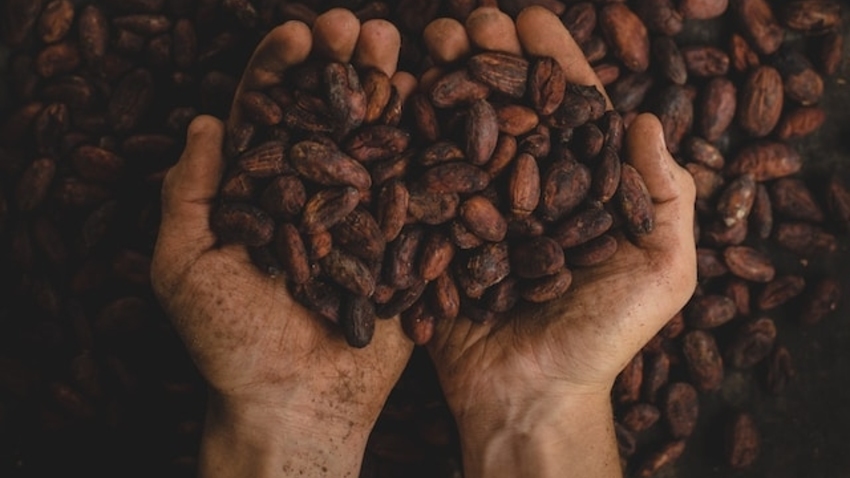 Cacao Ceremony | Τελετουργία του Κακάο στο Gryllis Water Lilies