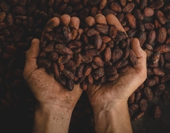 Cacao Ceremony | Τελετουργία του Κακάο στο Gryllis Water Lilies