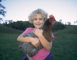 The Natural History of The Chicken